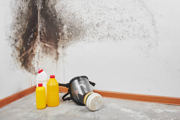 Best Mold Remediation Experts  in Fort Stockton, TX