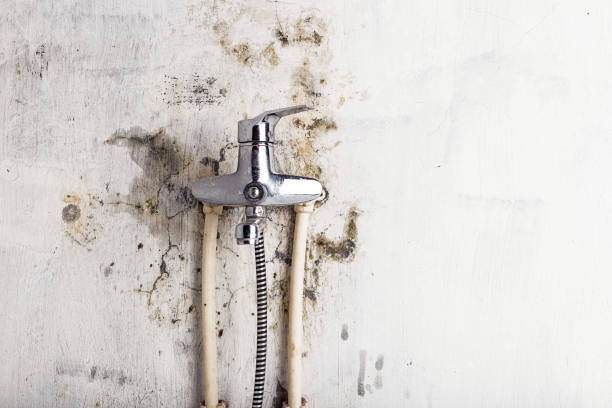 Best Mold Testing  in Fort Stockton, TX