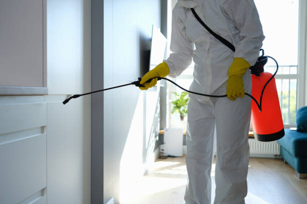 Best Local Mold Removal Service  in Fort Stockton, TX