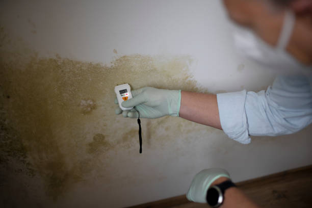 Best Certified Mold Removal  in Fort Stockton, TX