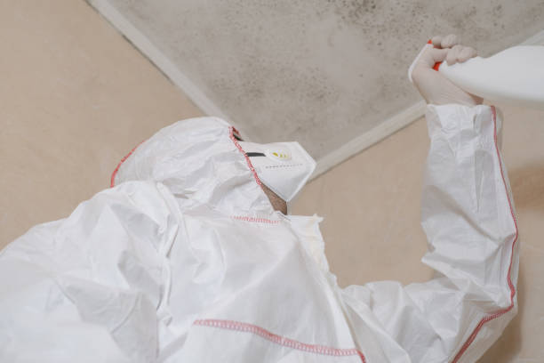 Best Best Mold Removal Companies  in Fort Stockton, TX