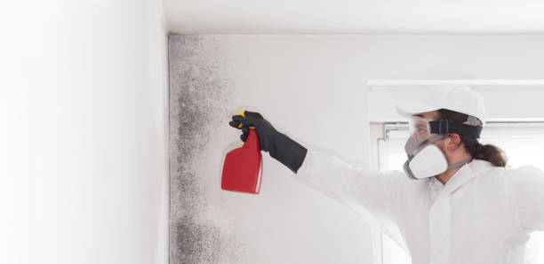 Best Black Mold Removal  in Fort Stockton, TX