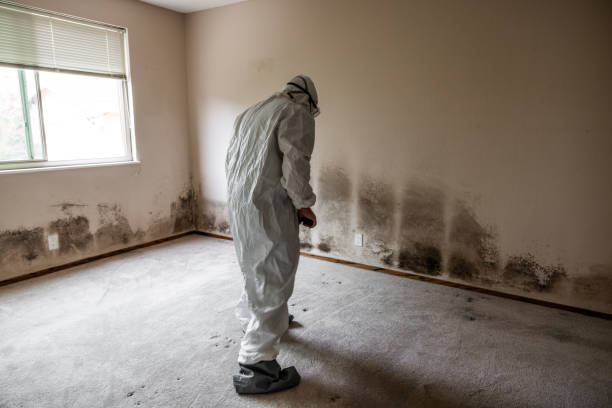 Best Residential Mold Removal  in Fort Stockton, TX