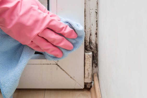 Best Mold Removal Near Me  in Fort Stockton, TX