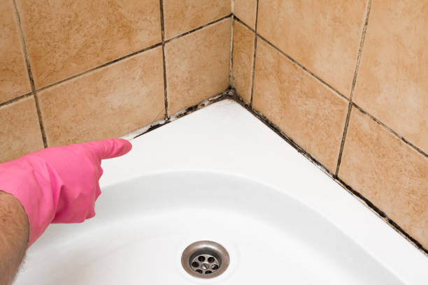 Best Mold Testing and Removal  in Fort Stockton, TX
